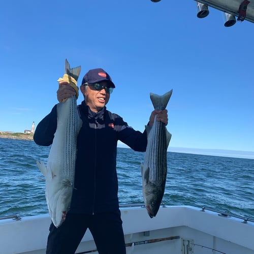 Stripers, Sea Bass & More In Montauk