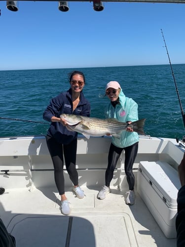 Stripers, Sea Bass & More In Montauk