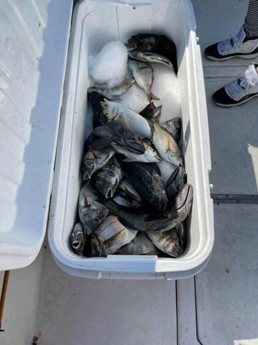 Stripers, Sea Bass & More In Montauk