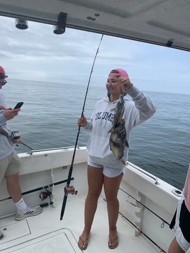 Stripers, Sea Bass & More In Montauk