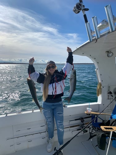 Stripers, Sea Bass & More In Montauk