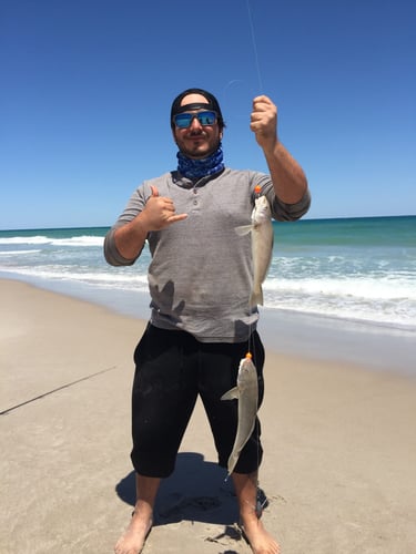 Surf Fishing Success In Melbourne Beach