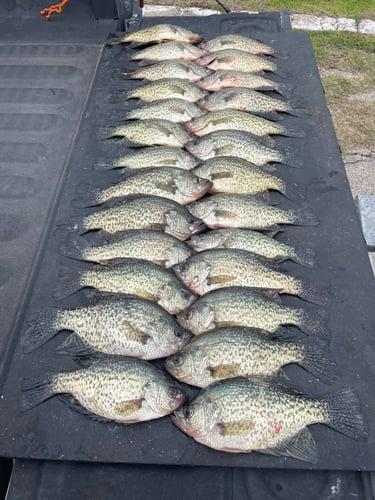 Granger Crappie Fishing In Taylor