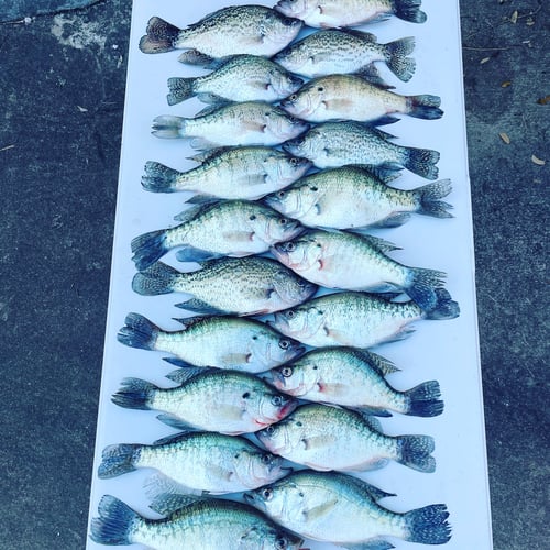 Granger Crappie Fishing In Taylor