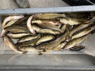 Columbia River Trophy Walleye In Portland