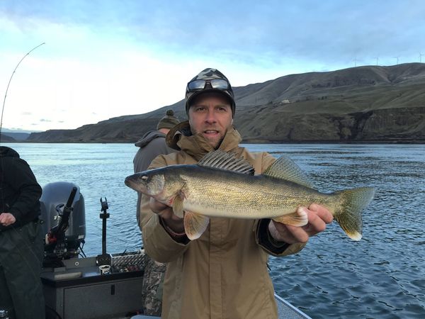 Columbia River Trophy Walleye In Portland