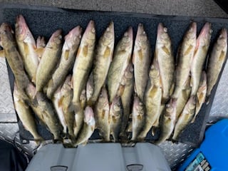 Columbia River Trophy Walleye In Portland