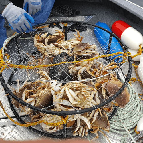 Oregon Crabbing Trip In Tillamook