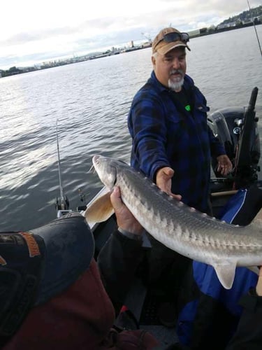 Columbia River Sturgeon Fishing In Astoria