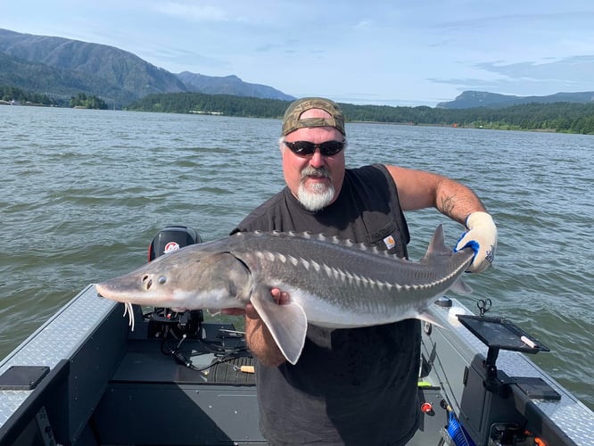 Columbia River Sturgeon Fishing In Astoria