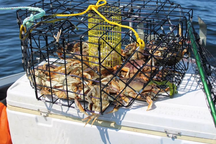 Combination Salmon, Bottom Fish And Dungeness Crab Trip In Garibaldi