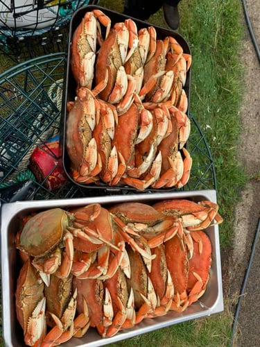 Crabbing In Garibaldi