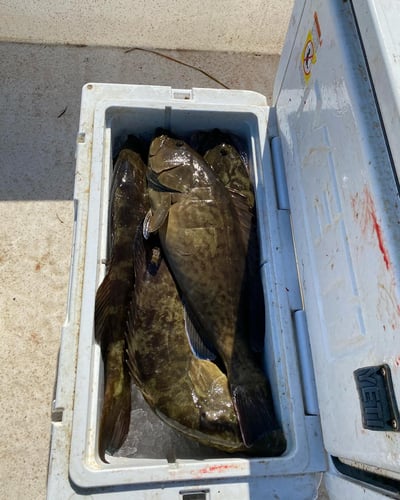 Shallow Water Grouper Trip In Crystal River