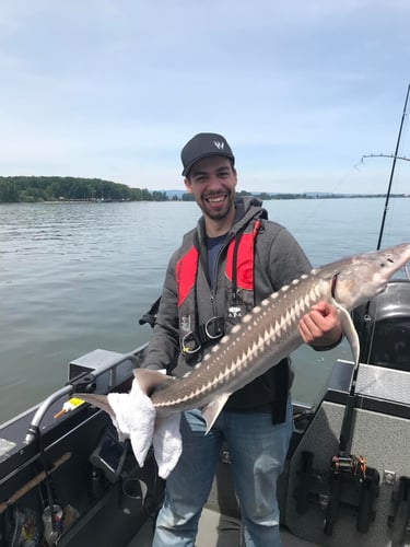 Sturgeon Catch And Release Trip In Warrenton