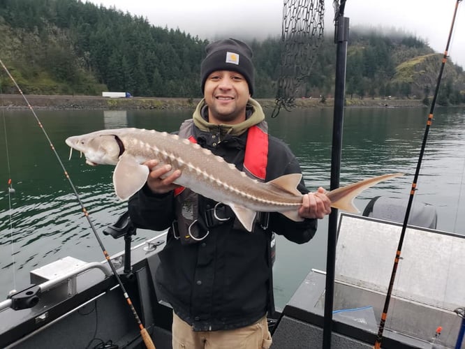 Sturgeon Catch And Release Trip In Warrenton