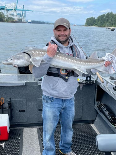 Sturgeon Catch And Release Trip In Warrenton