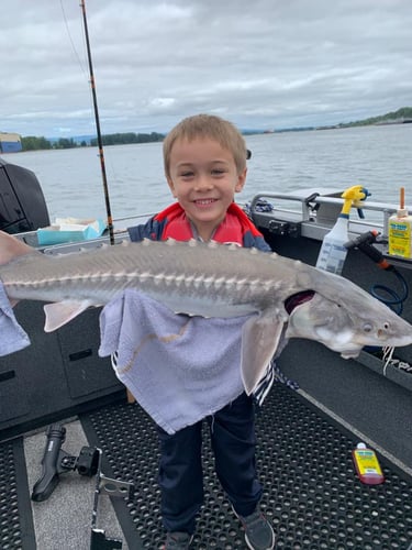 Sturgeon Catch And Release Trip In Warrenton