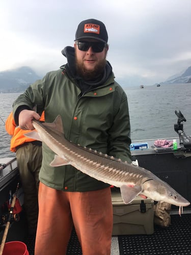 Sturgeon Catch And Release Trip In Warrenton