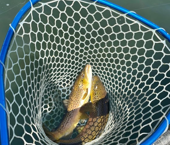 White River Fly Fishing In Cotter