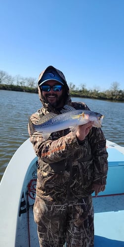 Following The Trout And Reds In Golden Meadow