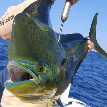 Half Day Offshore Fishing in Port Isabel