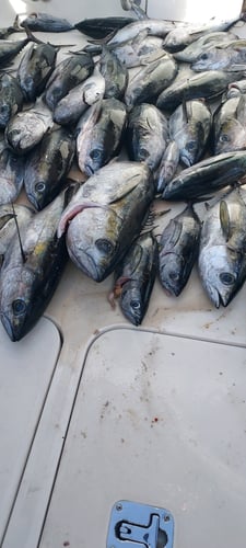 Offshore Full Day Trip - 55' Viking in Galveston