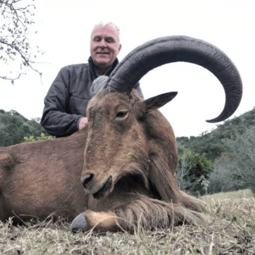 Hill Country Aoudad Ram Hunt In Rocksprings