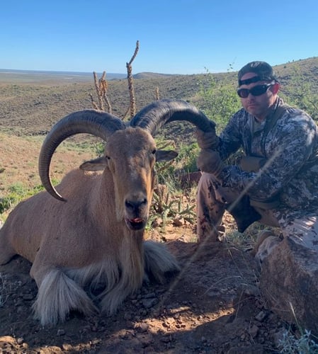 Hill Country Aoudad Ram Hunt In Rocksprings