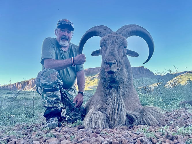 Hill Country Aoudad Ram Hunt In Rocksprings