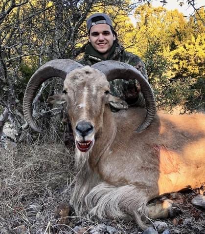 Hill Country Aoudad Ram Hunt In Rocksprings