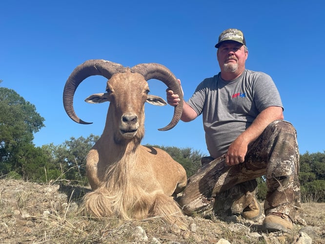 Hill Country Aoudad Ram Hunt In Rocksprings