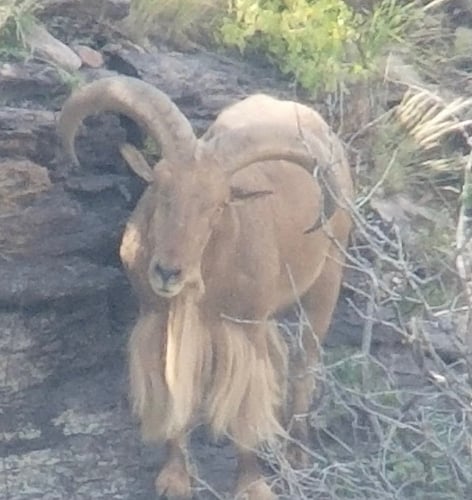 Hill Country Aoudad Ram Hunt In Rocksprings