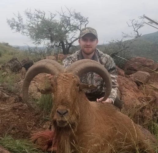 Hill Country Aoudad Ram Hunt In Rocksprings