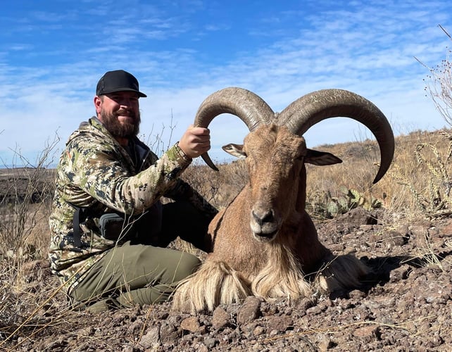 Hill Country Aoudad Ram Hunt In Rocksprings