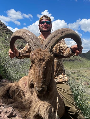 Hill Country Aoudad Ram Hunt In Rocksprings