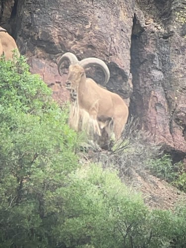 Hill Country Aoudad Ram Hunt In Rocksprings