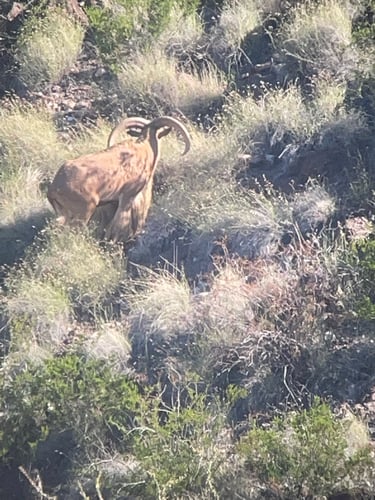 Hill Country Aoudad Ram Hunt In Rocksprings