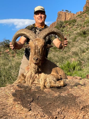 Hill Country Aoudad Ram Hunt In Rocksprings