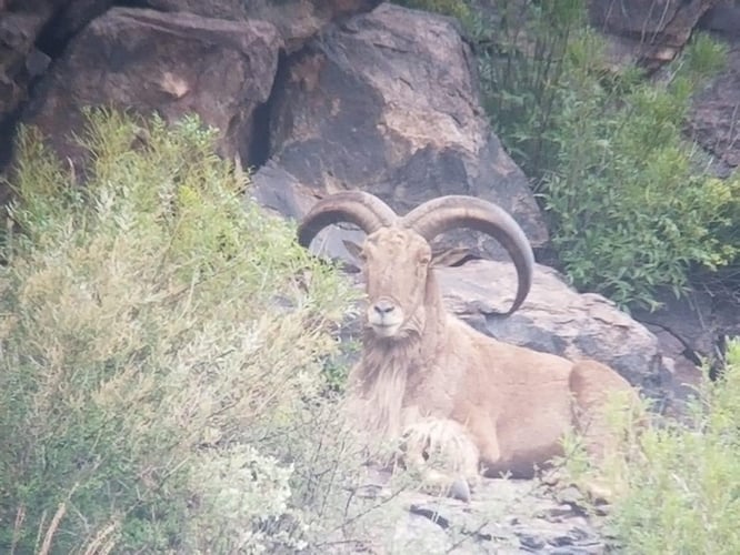 Hill Country Aoudad Ram Hunt In Rocksprings