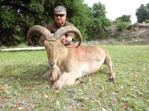 Hill Country Aoudad Ram Hunt In Rocksprings