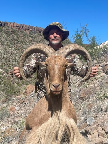 Hill Country Aoudad Ram Hunt In Rocksprings