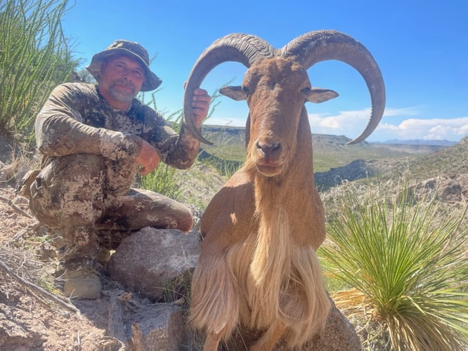 Hill Country Aoudad Ram Hunt In Rocksprings