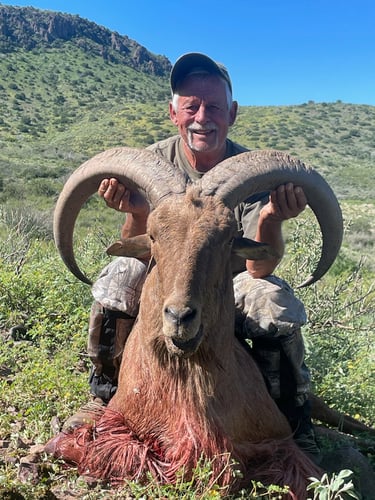 Hill Country Aoudad Ram Hunt In Rocksprings