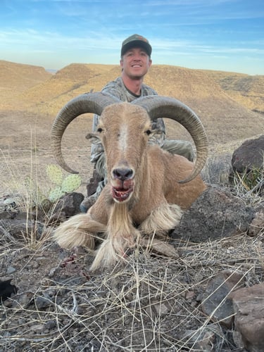 Hill Country Aoudad Ram Hunt In Rocksprings