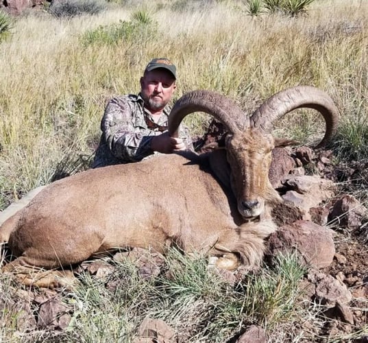 Hill Country Aoudad Ram Hunt In Rocksprings