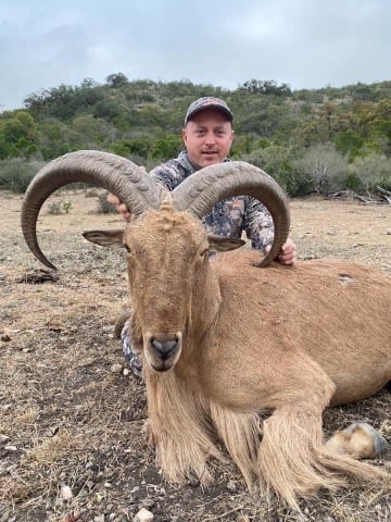 Hill Country Aoudad Ram Hunt In Rocksprings