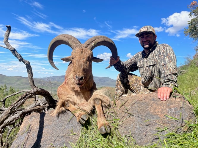 Hill Country Aoudad Ram Hunt In Rocksprings