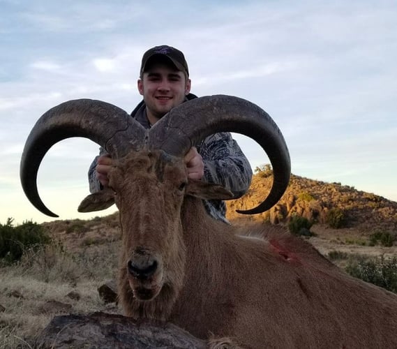 Hill Country Aoudad Ram Hunt In Rocksprings