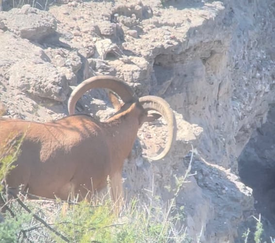 Hill Country Aoudad Ram Hunt In Rocksprings