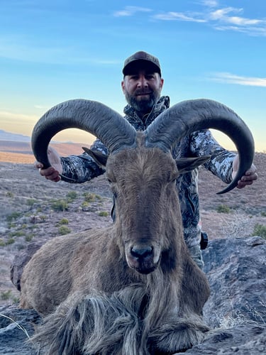 Hill Country Aoudad Ram Hunt In Rocksprings